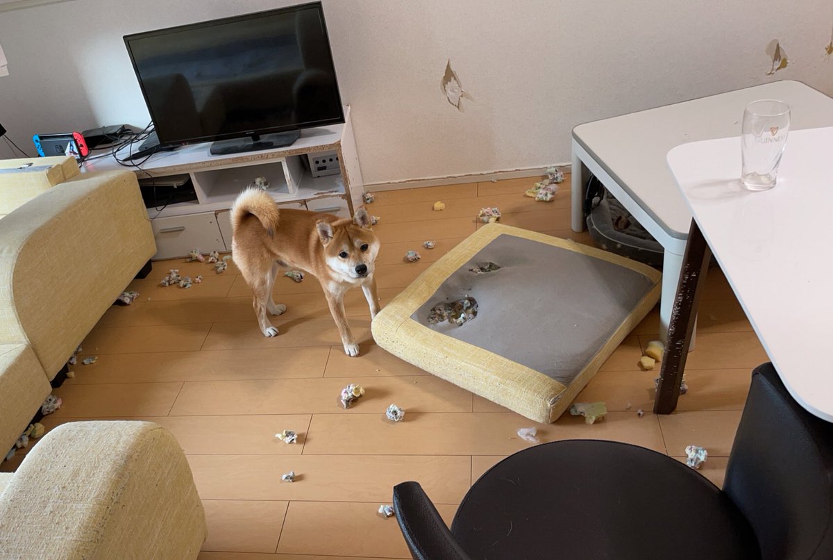 ご主人 ソファの中はこうなってるって知ってました ご主人 ソファの中はこうなってるって知ってました