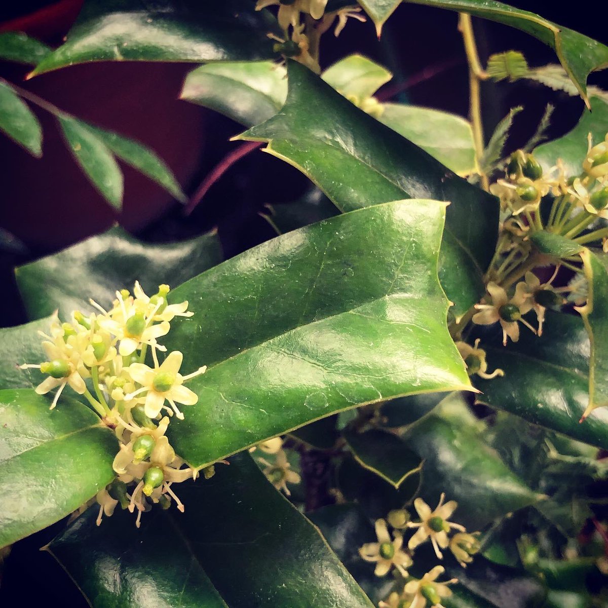 北原裕子 クリスマスホーリーの花が咲いた 花は地味だけど実が美しい 毎年真っ赤に色づきはじめた途端にヒヨドリに全部持ってかれるけど これも楽しみ 花言葉は 予見 神を信じます だそう 山椒の若葉も活き活き 今日は五目寿司にしよう