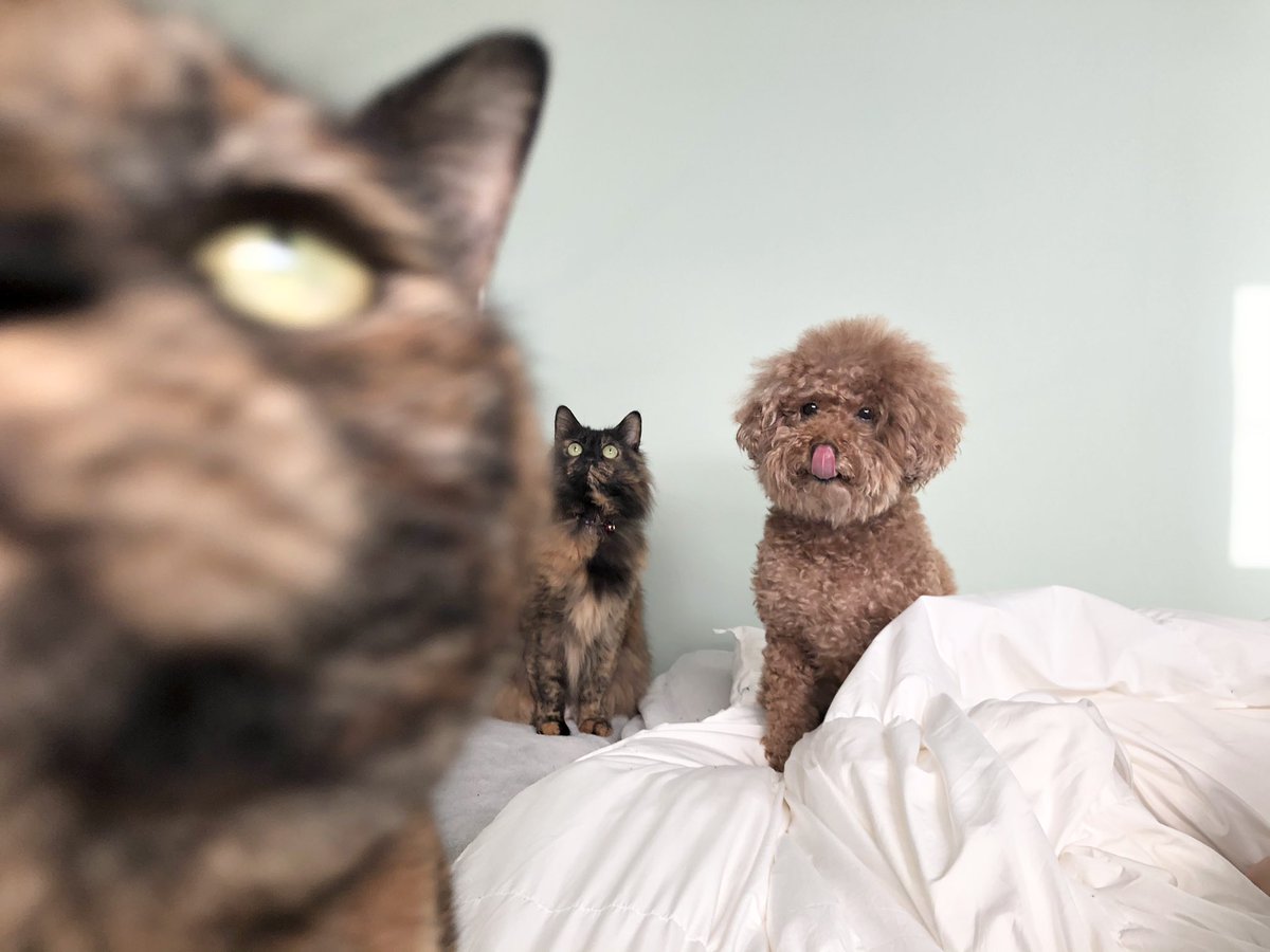 まつごろう 犬猫ウサギのいる暮らし おあずけをくらい 悲しいイッヌ まつごろう 犬猫ウサギのいる暮らし おあずけをくらい 悲しいイッヌ