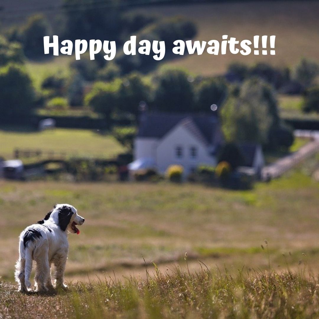BatheToSave's tweet photo. Positive vibes. 😊

#iloverescuedogs #bathetosave #hydrodogus #fureverhomefamily #animalplanet #doggrooming #rescuedogs #goodvibes #ilovedogs #doglovers #adoptdontshop https://t.co/1jg18hg24e