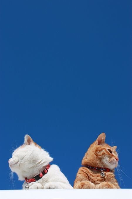 WeAssessCats's tweet photo. https://t.co/Kc1iq6y3sb