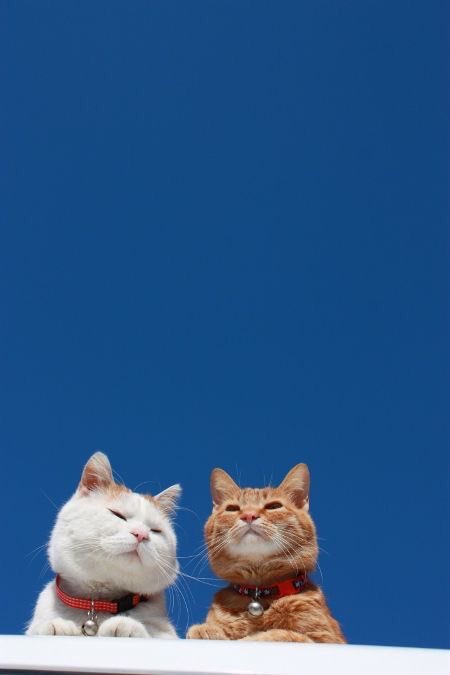 WeAssessCats's tweet photo. https://t.co/Kc1iq6y3sb
