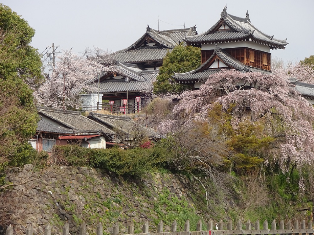 Cherry trees at Koriyama castle were full bloom. I was so impressed by their beauty.
大和郡山城の桜が満開でした。