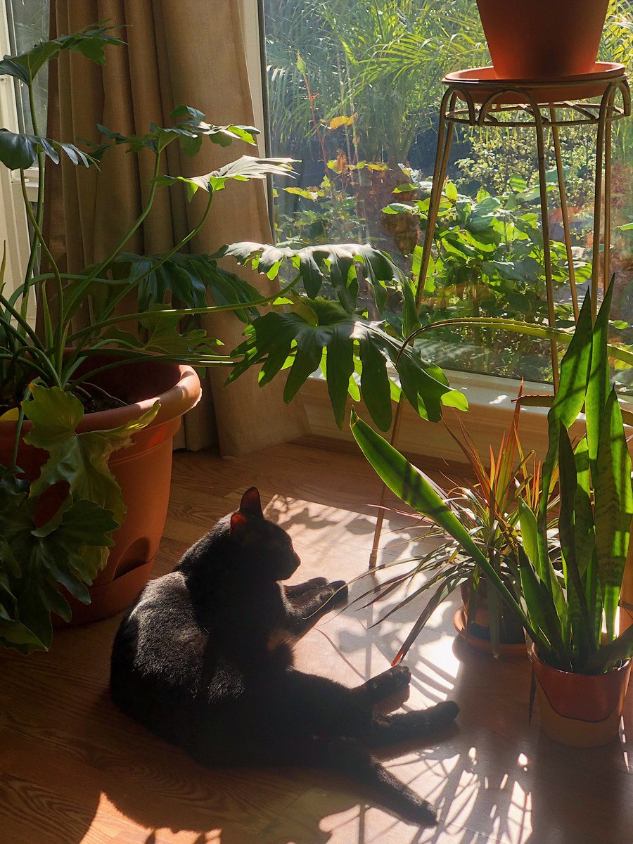 gabs820's tweet photo. Lazy afternoon 🐈‍⬛🌱 https://t.co/Al8NPYyMUP