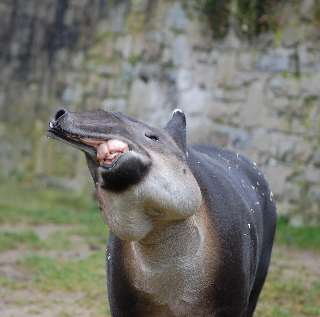 radiationmouth's tweet photo. The ferocity. The majesty. The look of a champion. #2021MMM https://t.co/lBVyZacmeh