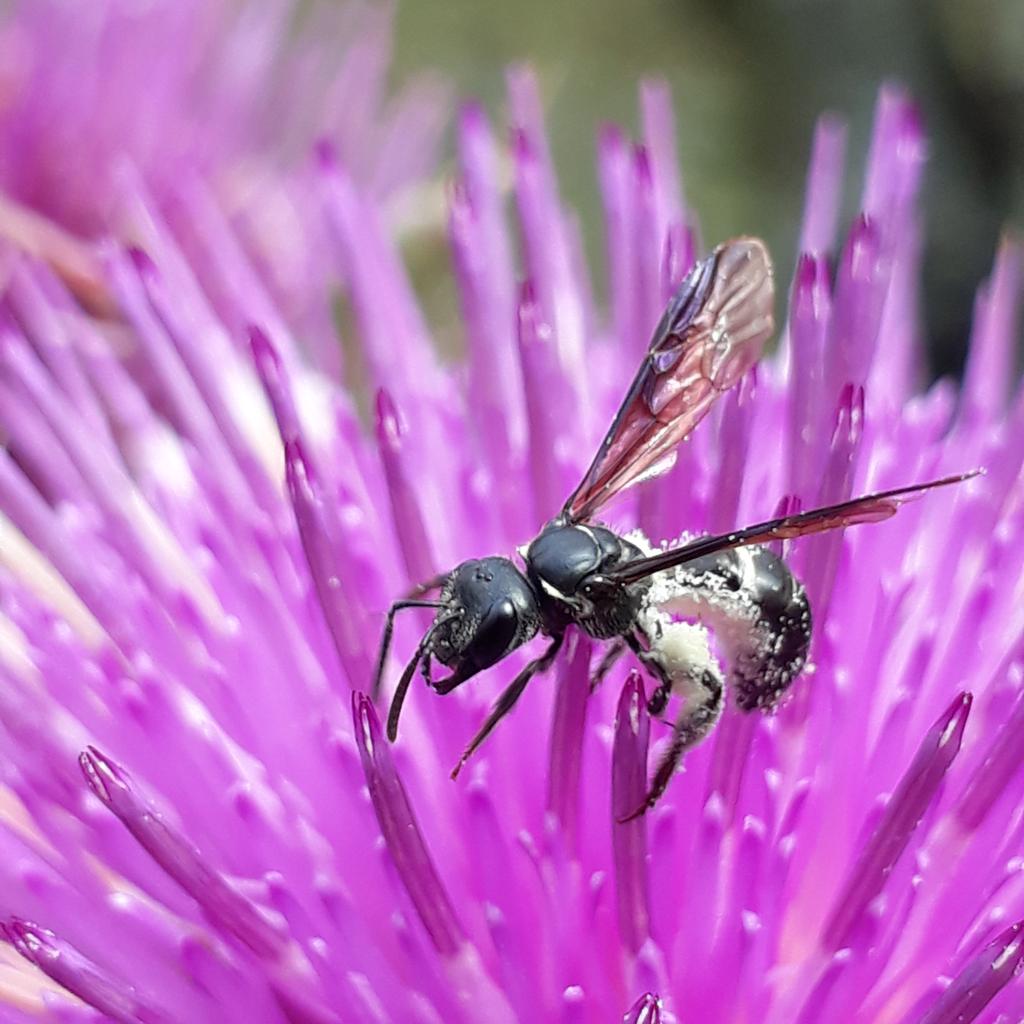nestorakob's tweet photo. Sosteniendo toda la vida silvestre, abejas solitarias. 
#abejas #miel #bosques https://t.co/KgbP8xJJBn