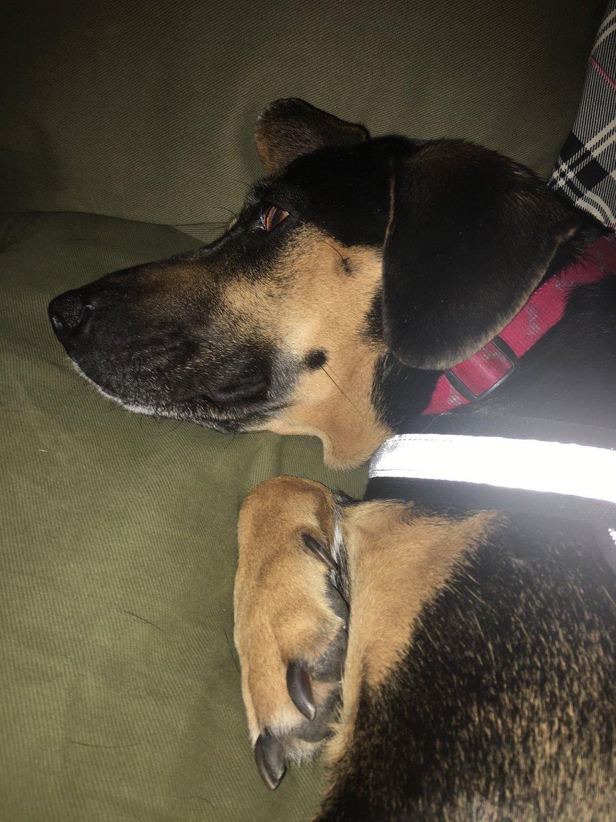 Reba called it a day. She put in a solid 3 hrs of walking and eating and getting schritches.