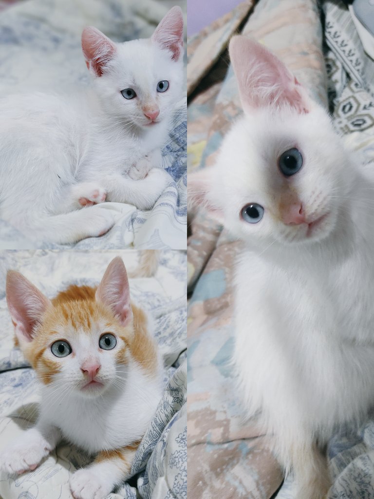 psique_vitae's tweet photo. Gatitos machos en adopción. 2 meses, en trámite para esterilización. Se buscan hogares responsables y amorosos para estos bellos cachorros. #Caracas +584129742699

 #ADOPCION #CaracasEnAdopción #Miranda #QuedateEnCasa #AdopcionResponsable #29marzo   #COVID19 https://t.co/HjBN0SAgDa