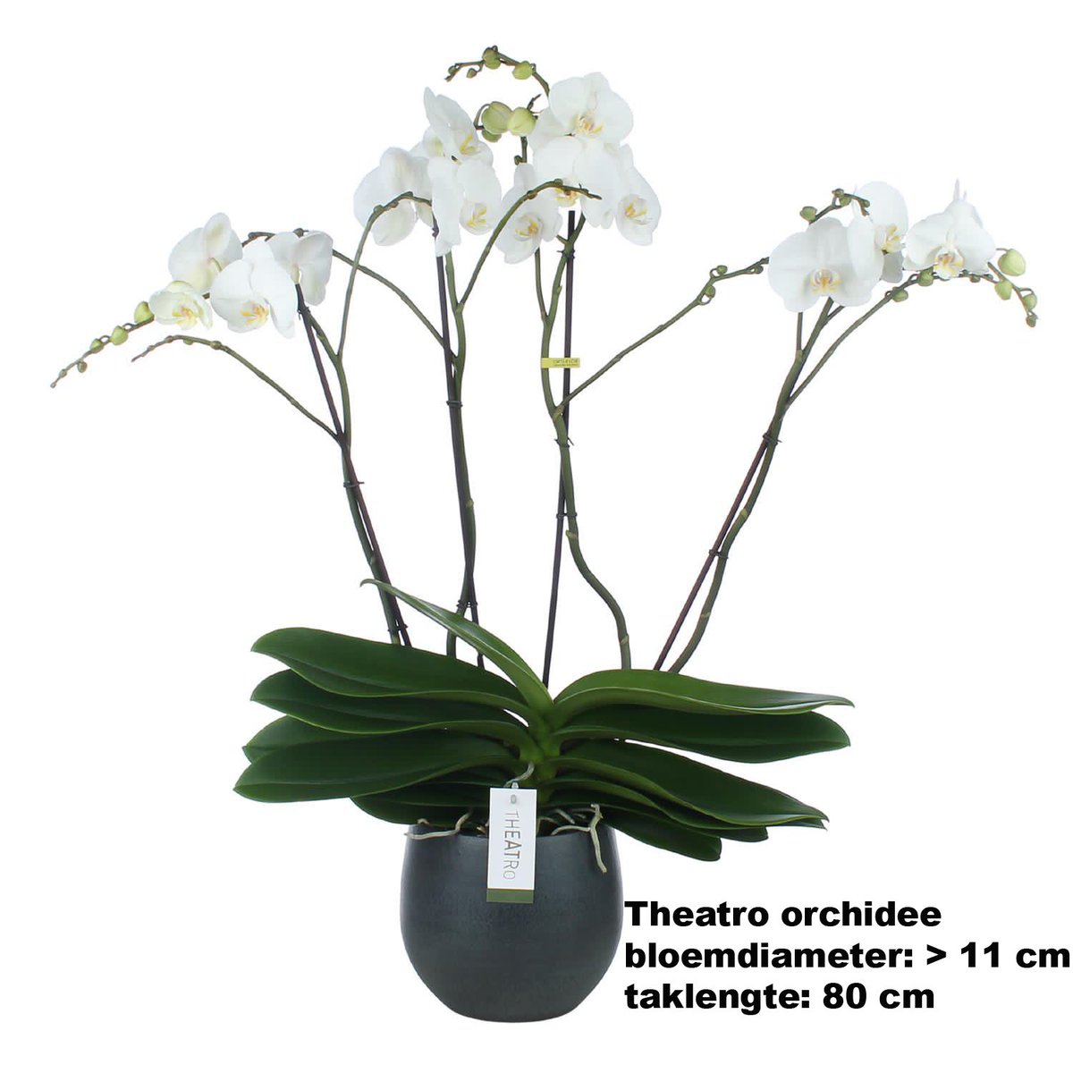 Voor iedereen die graag de bloemetjes buiten zet, of binnen: in onze veiling vind je een exclusieve Theatro orchidee van @Opti_flor. Kijk snel op roparunteamzutphen.nl/veilingen/