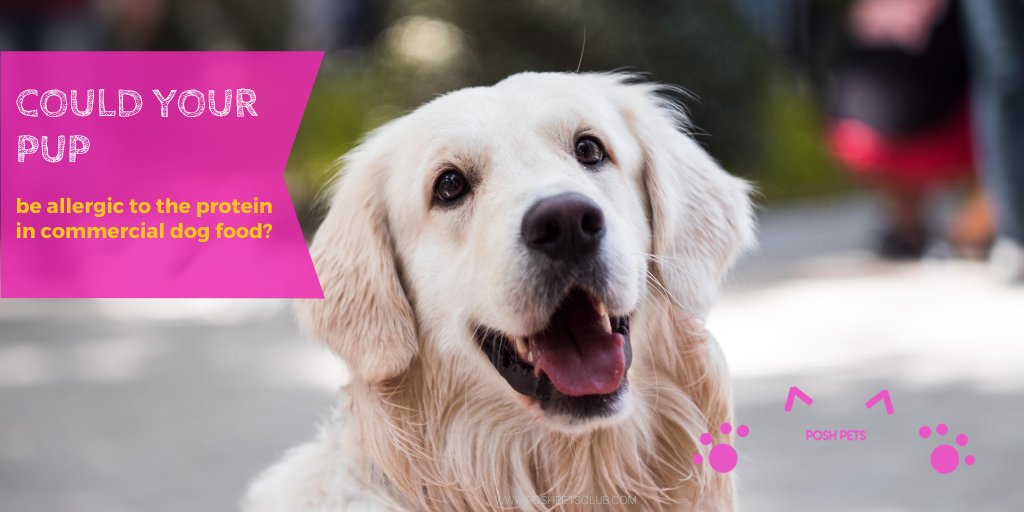 PoshPetsClub1's tweet photo. Diarrhea and upset stomach 💩 - https://t.co/fCXuTXJgjK

Take a look for a cause and solution.
#poshpetsclub #dogfoodallergies #dogdiarrhea https://t.co/DrAT3NndUj