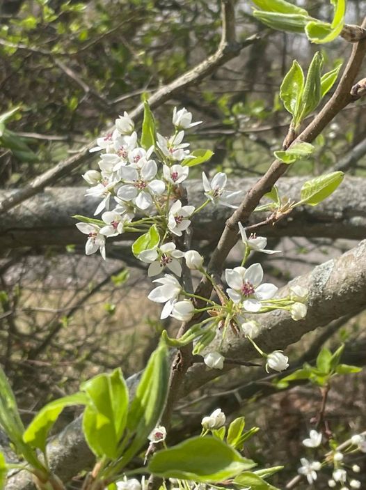 Invasive callery pear is blooming now. It may look pretty, but it is aggressive and displaces native plants. You will know it by its stink. Some describe the scent as reminiscent of dog poop, body odor, or dead fish. How would you describe it?