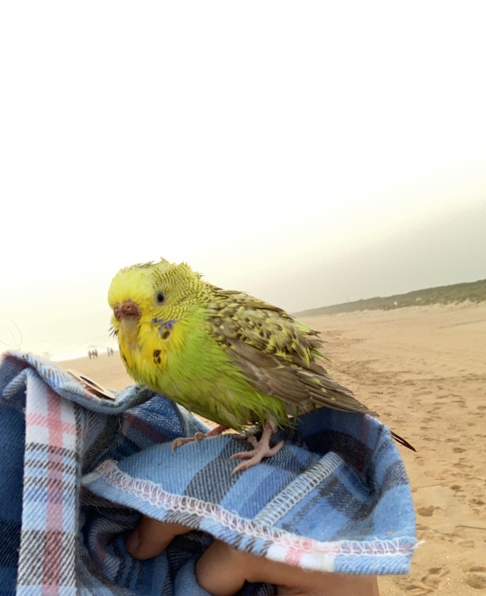 anatorreta's tweet photo. Periquito encontrado en la playa de Punta Umbría, Huelva. 
Si alguien sabe algo para encontrar al  dueño puede ponerse en contacto conmigo 
Se agradece difusión https://t.co/mjhtaAK0od