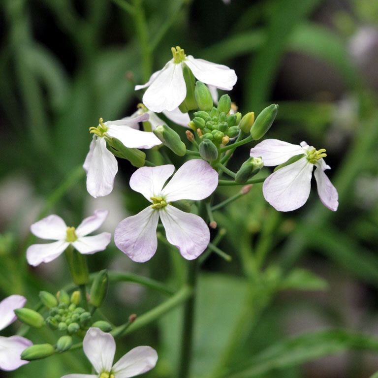 Poohfuji ３月３０日 大根の茎立つ花に昼の月 Asatokaze1 さん Flower Jhaiku 花の俳句 今日の誕生花 ダイコン アブラナ科 花言葉 適応力 花の俳句 T Co 7sratrih2u