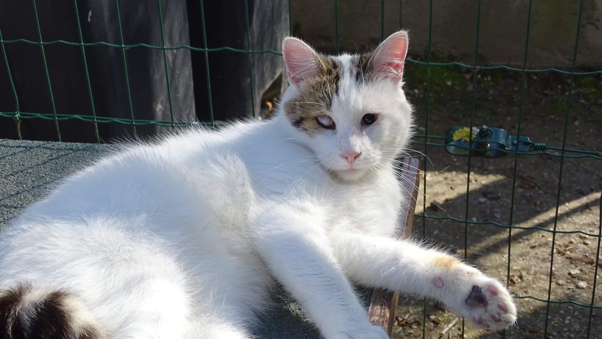 Chatterie Du Refuge De Buigny Saint Maclou Refugedebuigny Twitter Chatterie Du Refuge De Buigny Saint Maclou Refugedebuigny Twitter