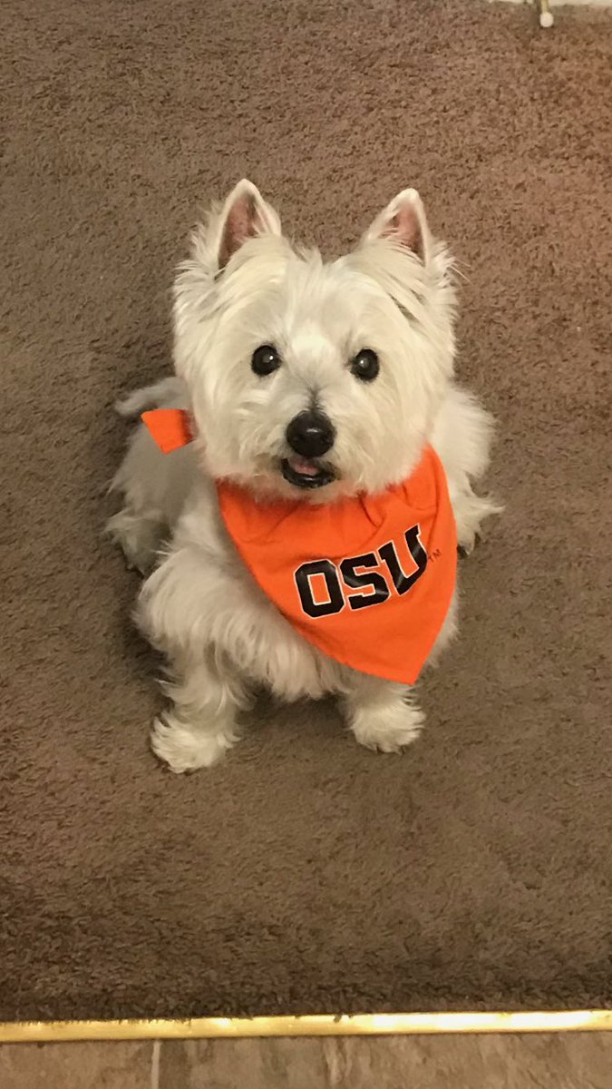 Is it time yet? #GoBeavs #OregonState #bennysbuddies #MarchMadness  #westie #dogsoftwitter #zeus
