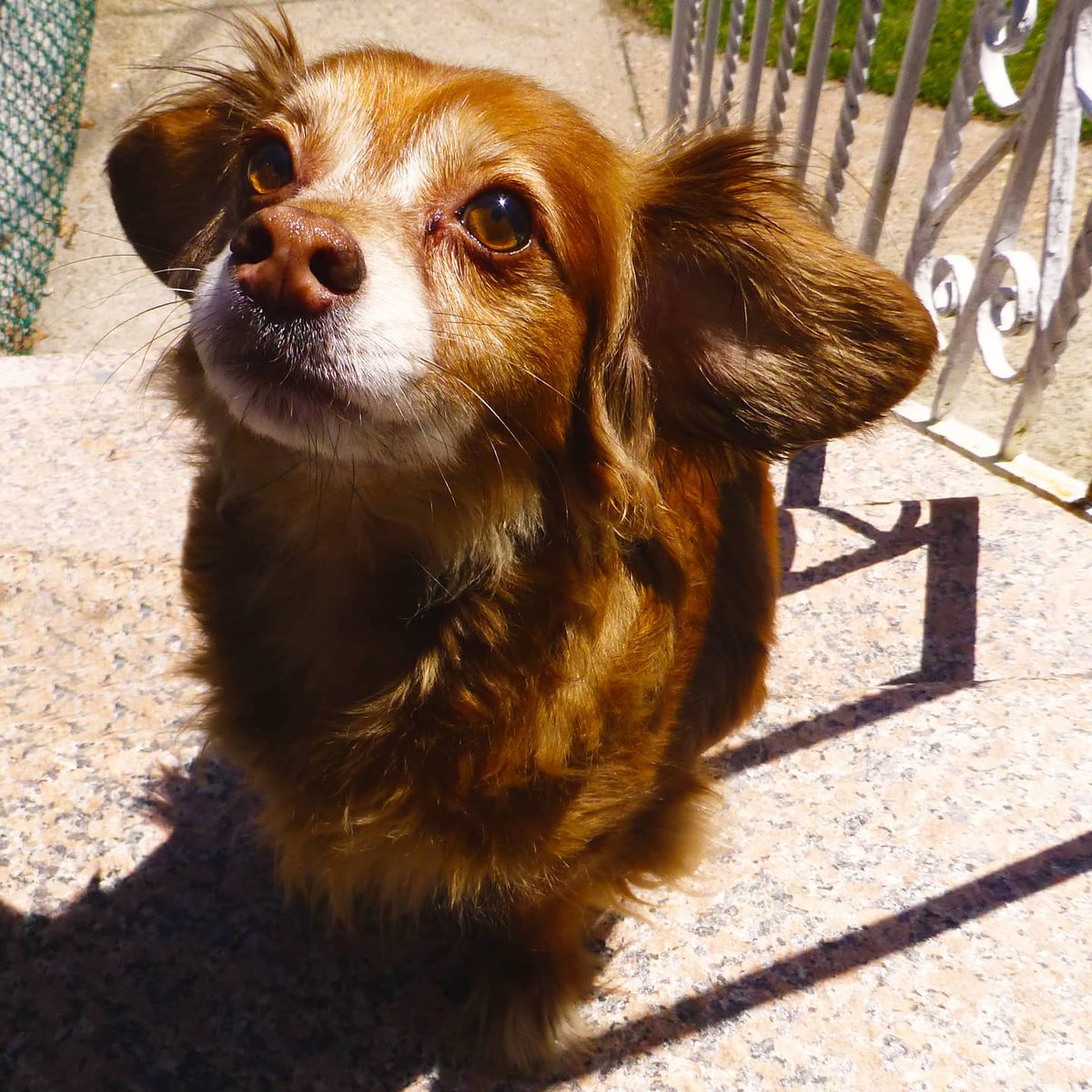 kidbrainer's tweet photo. My old doggo, Rusty Roo. Rescued him several years ago. I miss him so much ❤

#irl #mypet #mygoodboy #dog #rustyroo #Rusty #doggo #dogsoninstagram #RIP #goodboi #kidbrainer #goodboy #coolpet #imissyou #photoart #myfavoritethings #photosoninstagram #photooftheday #picturesonins https://t.co/KFfO4zMQuF