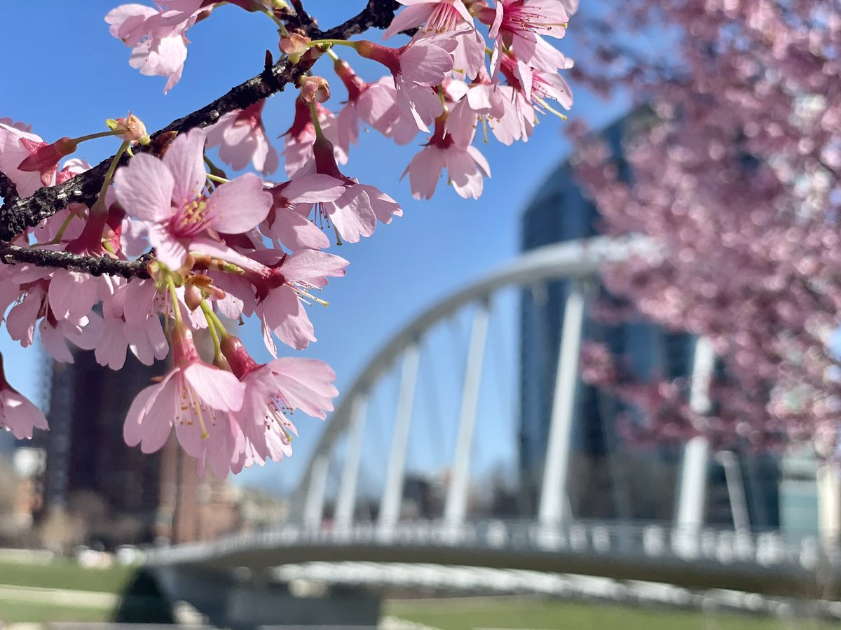 614Molly's tweet photo. Went on a little running 🏃🏼‍♀️ tour of Columbus’ blooms today &amp; they did not disappoint. 💯 worth the ensuing sniffles. ⁣
#AsSeenInColumbus #Run614 #ColumbusOhio #Allergies #10TV #WakeUpCBUS https://t.co/CIzJB8eCKd