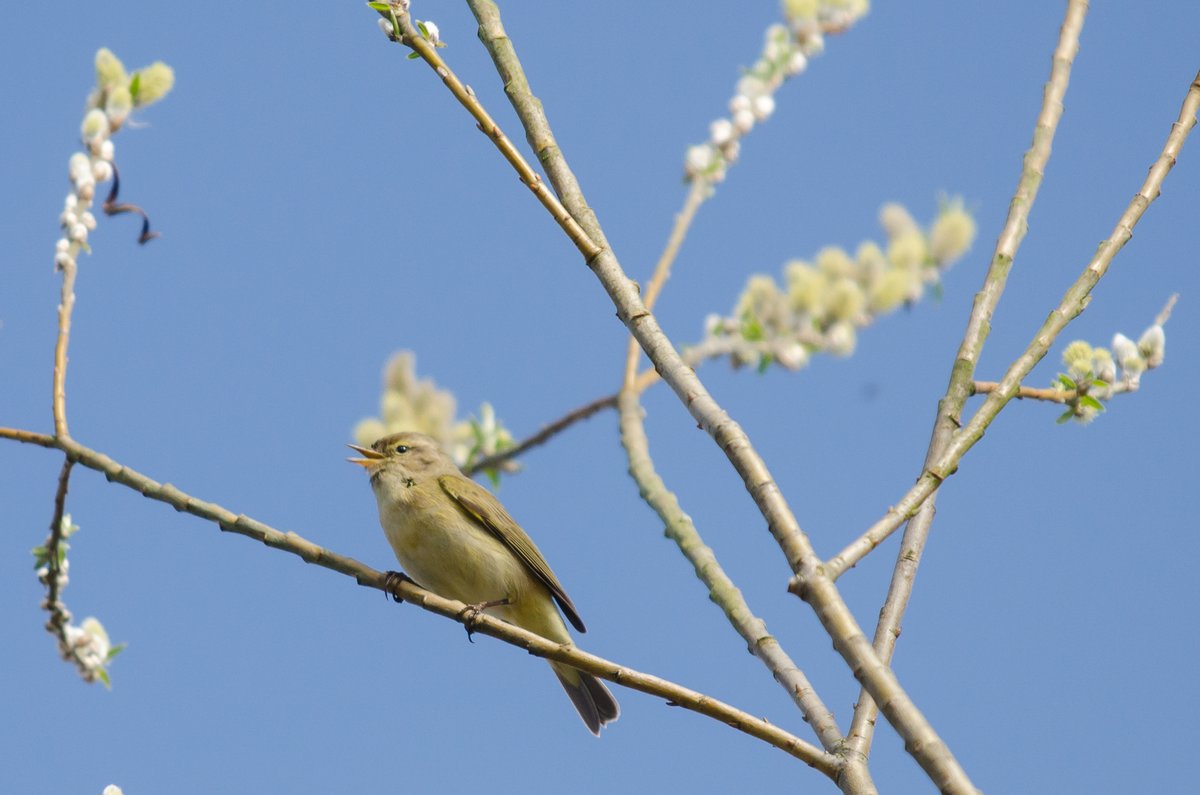 FraserMacmillen's tweet photo. @SWTLackfordLake The Chiffchaffs were on full vocal display today at Lackford Lakes. Some quite yellowish-green (1st winter?). The two colours on the legs made me wonder if this was a Willow Warbler - but I'm guessing not based on song. #Chiffchaff https://t.co/htWnuqQrOV