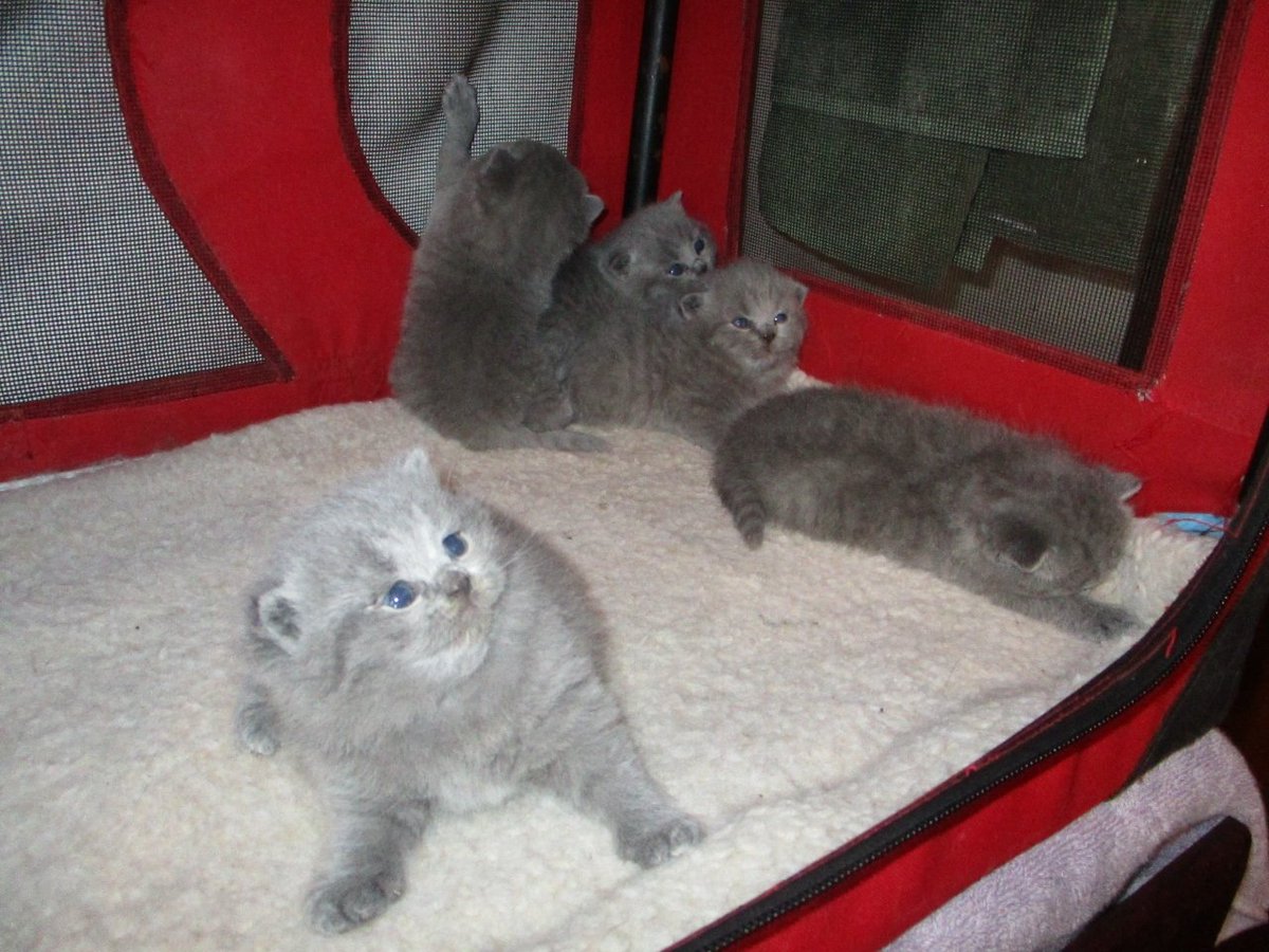 lorimunn99's tweet photo. Proud dad of six kittens #catsoftwitter #kittens #britishshorthair #catlovers #CatsOnTwitter https://t.co/KN7V0iJM4p