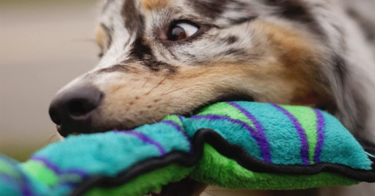 Can you name all 3 reason why dogs love squeak toys? bit.ly/3vENYQH