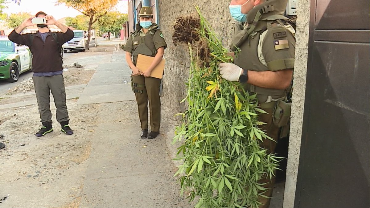 eljanovega's tweet photo. La persecución penal contra usuarios de cannabis medicinal "viola los derechos fudamentales" de los pacientes allanados, detenidos y acusados por la @FiscaliadeChile de ser traficantes de droga. ¿Las consecuencias?
Esta noche, reportaje de @CHVNoticias @CNNChile @ContigoCHV https://t.co/OYvMVPMbMV