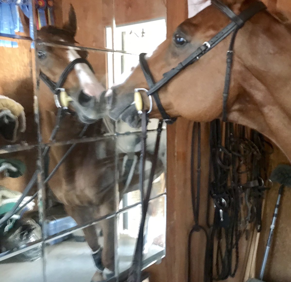 IndependentRed4's tweet image. Indiana INSIDE the tack room checking himself out in the mirror