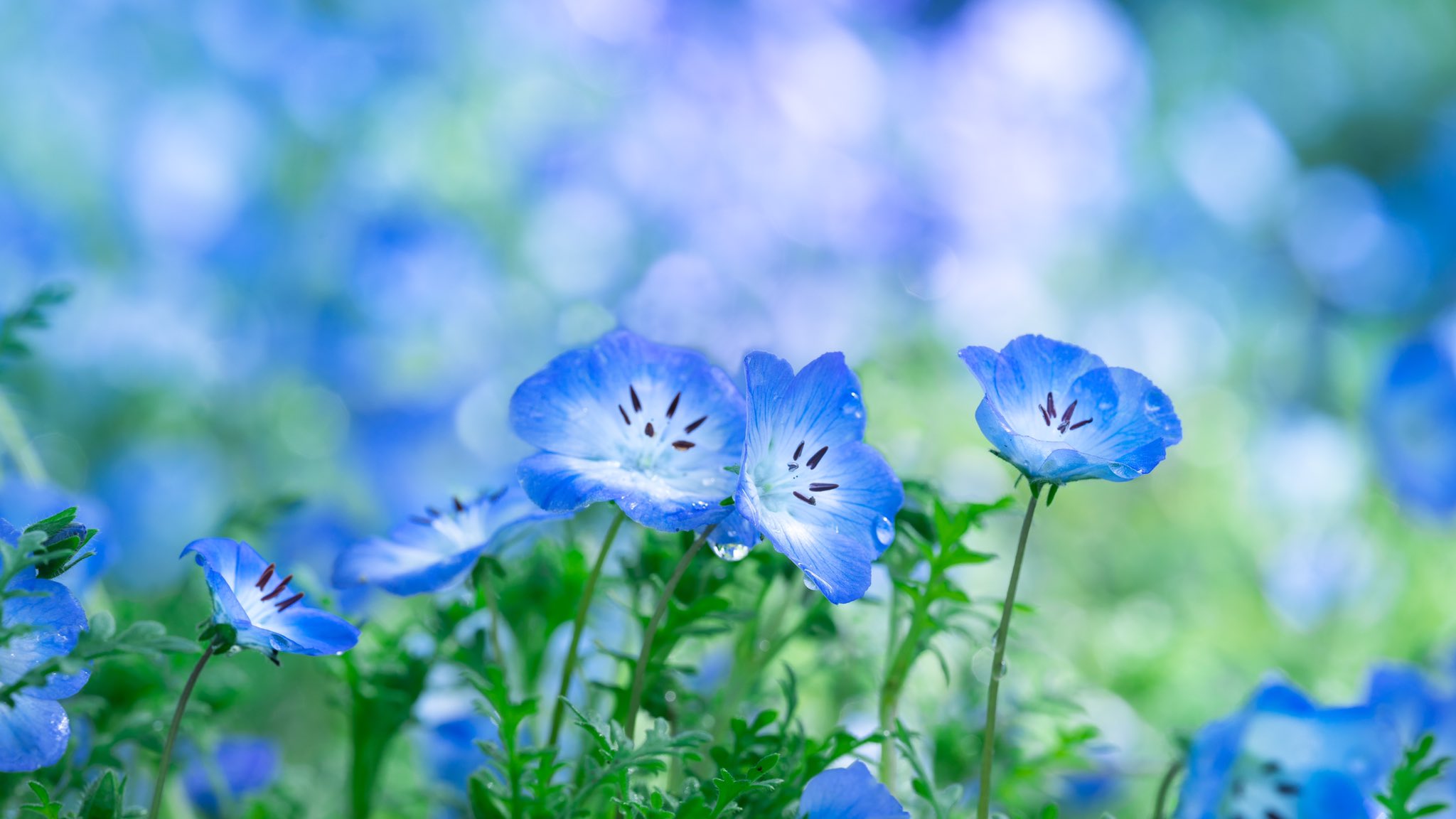Takao ネモフィラ ネモフィラの花 が咲いていました 北米原産 ムラサキ科 4月中旬 5月上旬に開花します 地面に沿って群生するので一面を青に染めるほどです 国営ひたち海浜公園などが有名です 花言葉は どこでも成功 T Co A5x9yc8qey