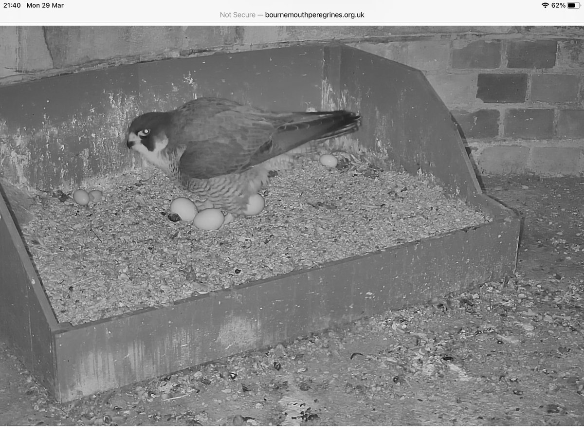 Egg number 3 for Bournemouth peregrines, 7 days 1 hour and 22 mins after egg number 2! (Screen grab Lin Eaton)