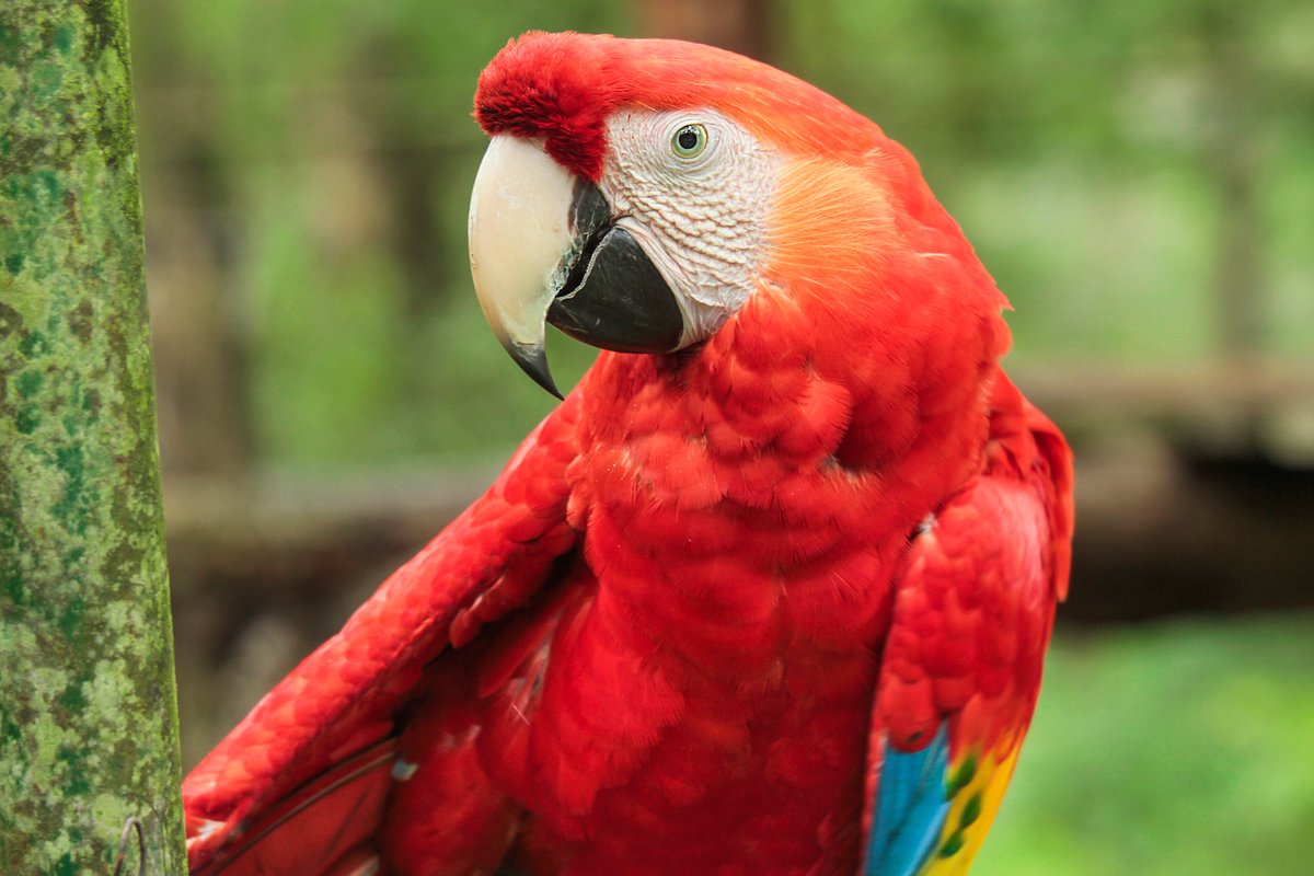 secretcentralam's tweet photo. This beautiful bird is called the Scarlet Macaw. Marked by vibrant red, yellow and blue colors, the Scarlet Macaw is the national bird of Honduras!🦜@visithonduras 

#explorehonduras #visitcentralamerica #visitcentroamerica #travellater #visitlater #travelplanning #travelgoals https://t.co/51IJuXvbrW