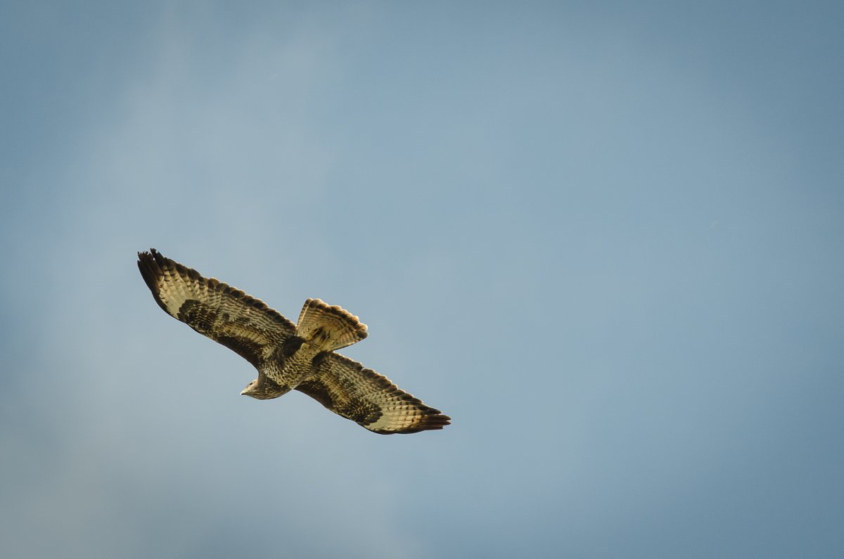 FraserMacmillen's tweet photo. Meanwhile at @SWTLackfordLake the buzzards (and red tailed kites) were out hunting... https://t.co/ZJMhIfsfmJ