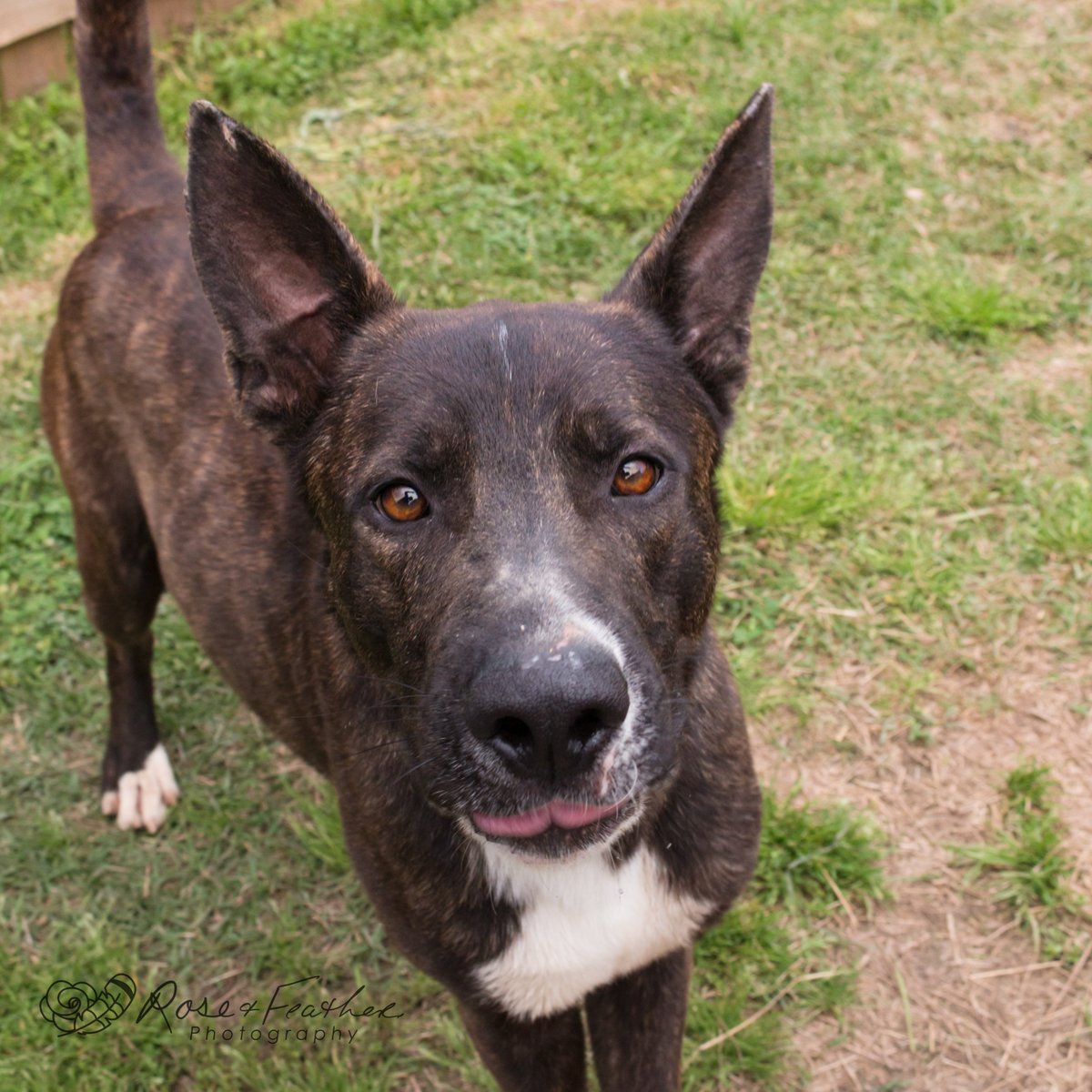 Lots of cute new faces at the shelter! 😍 We've got pups of all shapes and sizes! 
petsaversshreveport.org