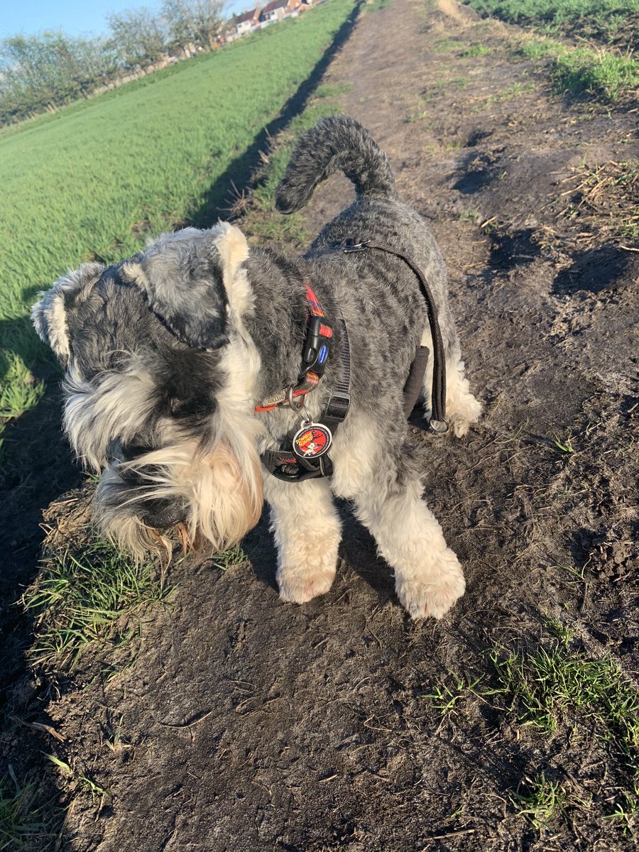 Iam_Sherlock1's tweet photo. Bit windy pops on da Farmers field tonight!! Beard force 7💨💨 me reckons 😂😂 #SchnauzerGang  #SpringIsComing #BeardForce ❤️ 😂😂😂🐾🐾🐾🐾 https://t.co/TZ38HMGaem