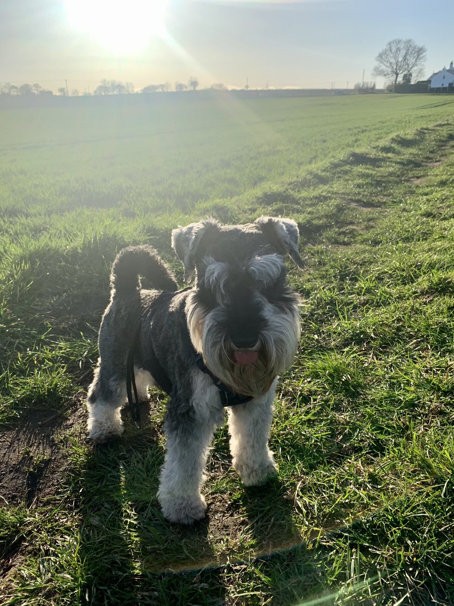 Iam_Sherlock1's tweet photo. Bit windy pops on da Farmers field tonight!! Beard force 7💨💨 me reckons 😂😂 #SchnauzerGang  #SpringIsComing #BeardForce ❤️ 😂😂😂🐾🐾🐾🐾 https://t.co/TZ38HMGaem