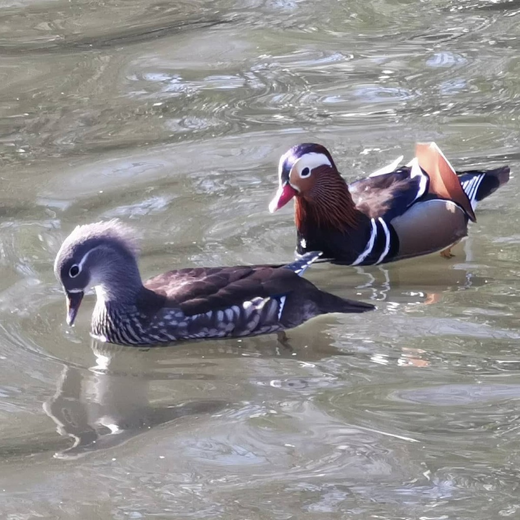 hikipedia's tweet photo. Moor Park Mandarin
#MoorPark #MoorParkPreston #MandarinDuck #Mandarin #blogpreston @blogpreston @blog.preston @lancslive @bbcnorthwest @thebidpreston @prestoncouncil @bbcspringwatch #UrbanNature #UrbanBirdwatching https://t.co/NH5E0a9lTc https://t.co/E8Lm5t7GXK