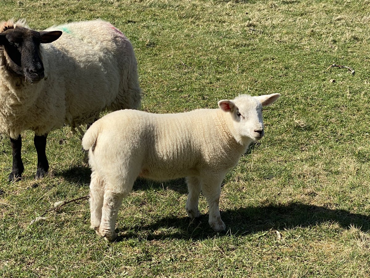 alyssa_taz's tweet photo. So pleased with how well my lambs are growing! 💪 she’s a solid unit! 
#suffolk 
#bluetexel https://t.co/qQuz2wmgzO