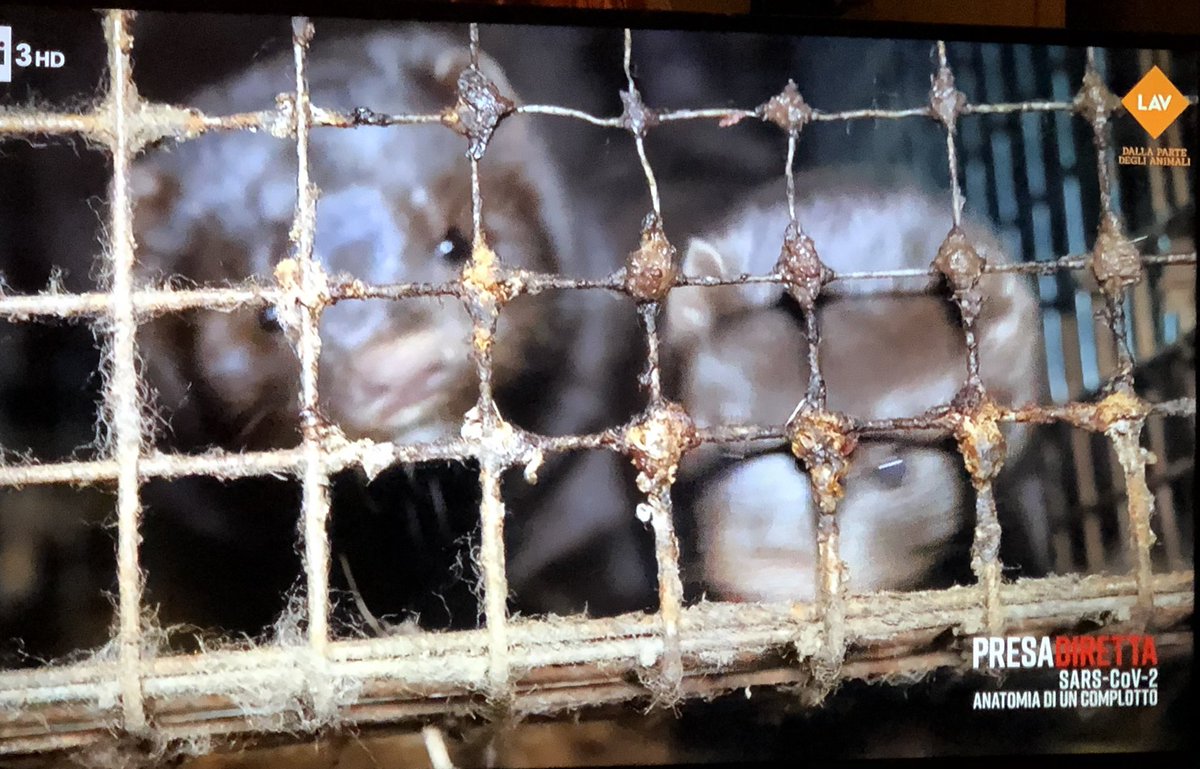 glfelicetti's tweet photo. Se vogliamo fare sul serio, se si vuole evitare la prossima pandemia, si deve dichiarare pace agli animali #PresaDiretta #noncomeprima https://t.co/SeRRuYTQvJ