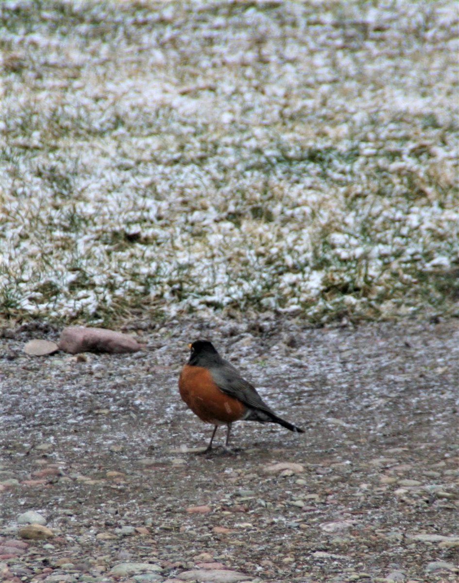 Pix406's tweet photo. This Harbinger of #Spring is clearly confused: It's snowing and about 29 degrees, yet the robin is pecking hopefully at the gravel searching for #food. #Montana #birds #SpringNotSpring https://t.co/g5qf3ASx2A
