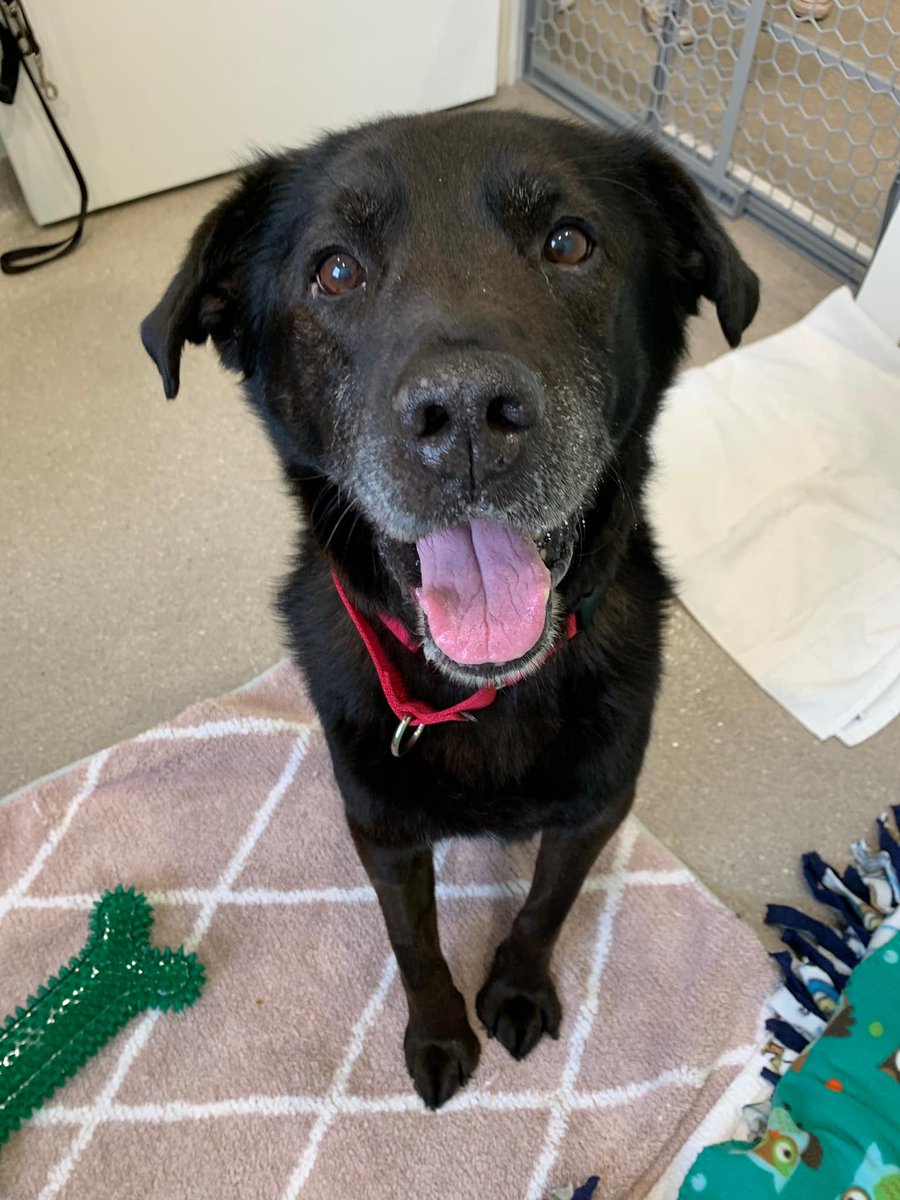 Young at Heart Senior Pet Rescue tweet media