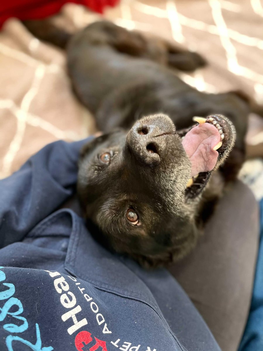 Young at Heart Senior Pet Rescue tweet media