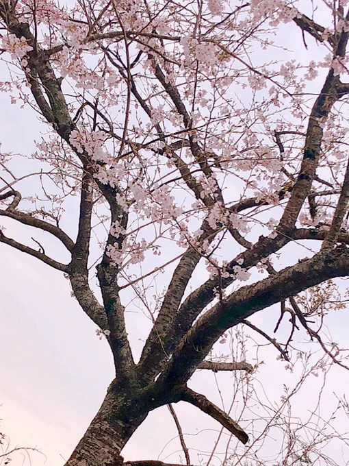 庭の桜ー! 