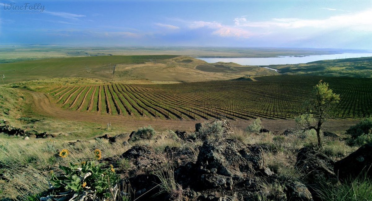 CorkCamp's tweet photo. It’s the final week of #WaWine month! 🍇 Let’s make a pact to keep exploring Washington wine all year long.🍷The state has 16 AVA’s offering amazing juice: https://t.co/l3a1fhJDtu https://t.co/Eh6H4Lre7c