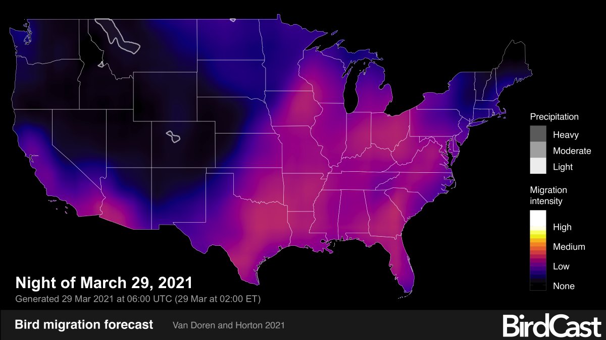DrBirdCast's tweet photo. Spring bird migration is starting to heat up across the US, with over 60 million migrants forecast to take flight tonight! More at https://t.co/3aimzaGQjW and https://t.co/JwWYuOGNfG. https://t.co/vvhe9ivtxE