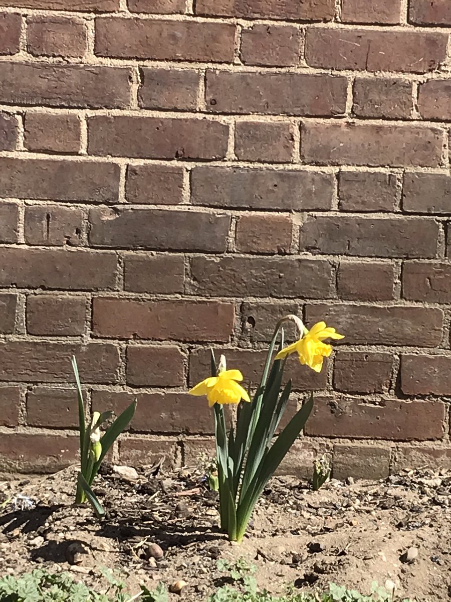 allhallowsarts's tweet photo. #bloomwhereyouare is All Hallows’ school-wide theme for 2020-2021! These #daffodils🌼 are adding their joy to the school’s front yard for Holy Week! They are #allhallowsstrong! We will keep you updated as more flowers bloom! https://t.co/bOD8f72aoR