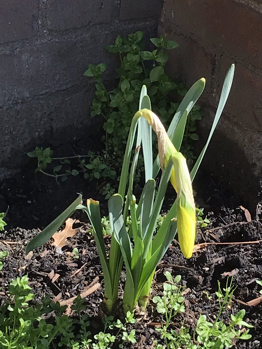 allhallowsarts's tweet photo. #bloomwhereyouare is All Hallows’ school-wide theme for 2020-2021! These #daffodils🌼 are adding their joy to the school’s front yard for Holy Week! They are #allhallowsstrong! We will keep you updated as more flowers bloom! https://t.co/bOD8f72aoR