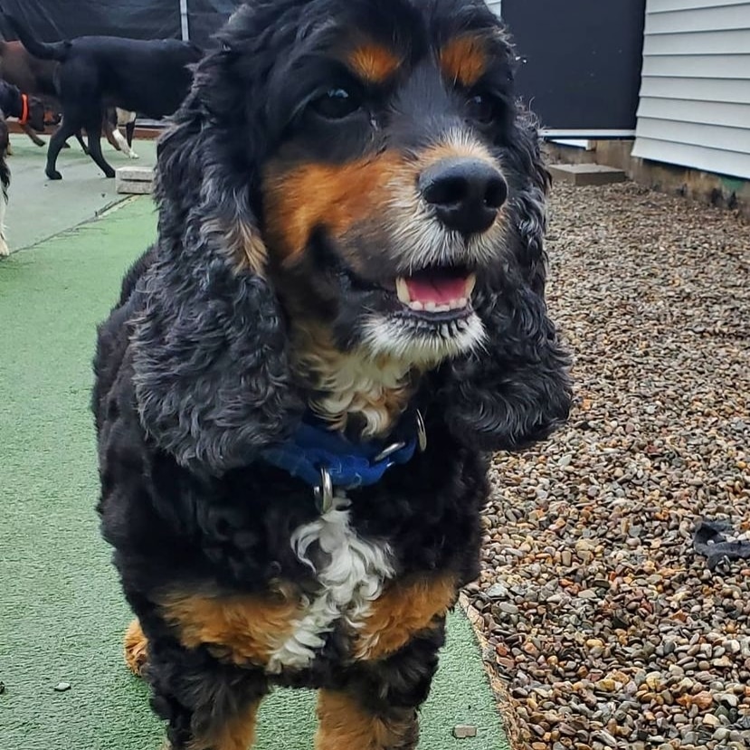 DRHannigan's tweet photo. The roommates say I'm super cute
#halifaxbuddy #halifaxdogs
#dogsoftwitter #rescuedogsofinstagram #rescuedogsofhalifax #flywithmeanimalrescue #adoptdontshop #adogslife🐾 https://t.co/fgTvB8U65U