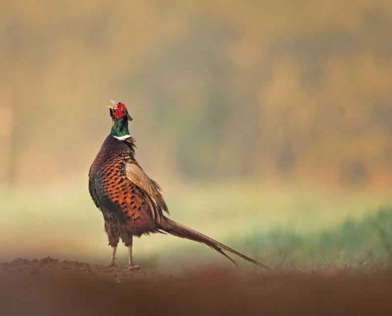 pheasants4ever's tweet photo. What is the Call of the Uplands Initiative? https://t.co/R0ygTazKiy via @Project_Upland #TheHabitatOrganization #CallOfTheUplands #PheasantsForever #ProjectUpland https://t.co/gRsS9ZzhI3