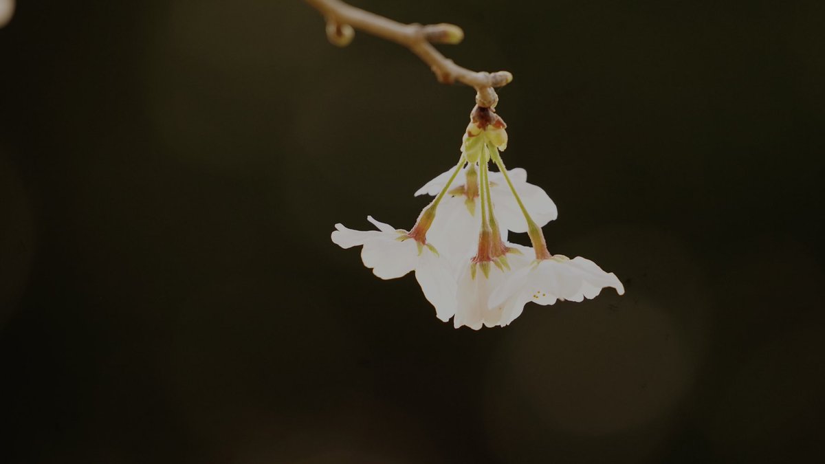 Jun2039's tweet photo. #写真 #花 #flower #SIGMA #α7II #DGDNOS #本日の作品 #千束池 #岩間街道 #桜2021 #水戸 #桜 #写真好きな人と繋がりたい https://t.co/Wqx8GEmwOh