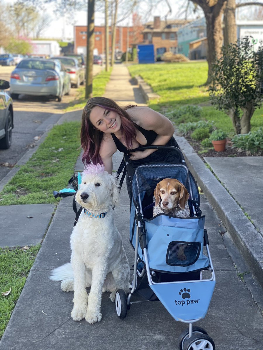plushblankett's tweet photo. do you ever just buy a stroller for your dog last year bc she got a rare disease and a year later you have to whip it back out bc she developed a SECOND rare disease !!!

anyways, we’re doing great. https://t.co/sLHYbGPyDK