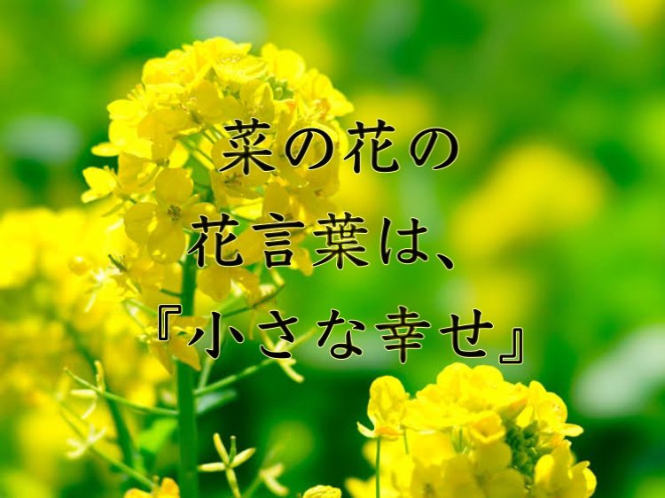 京菜の花 なっちゃん 菜の花の花言葉について 小さな幸せ 快活 快活な愛 競争 希望 活発 元気いっぱい豊かさ 財産 菜の花といえば まず思い浮かぶのは明るい黄色の花ですね 花色のイメージの通り 元気いっぱい を中心とした花言葉が多いです