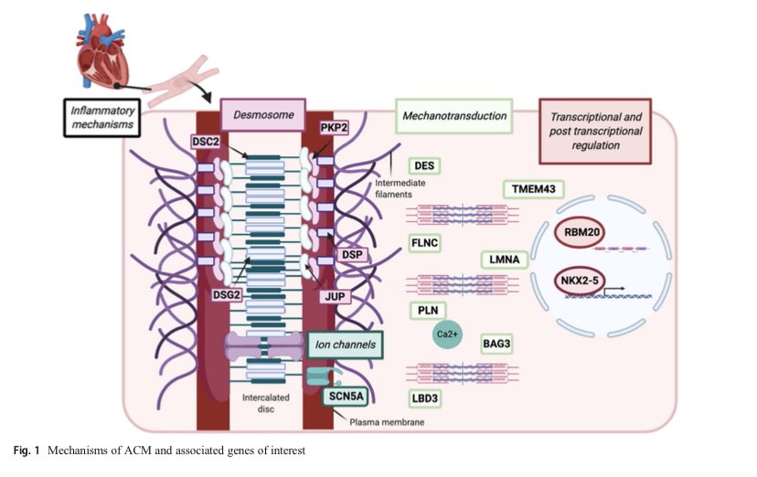 Victoria Parikh, MD (@vnparikh) on Twitter photo Fantastic work by our very own <a href="/ChloeReuterCGC/">Chloe Reuter</a> and <a href="/annikamdries/">Annika Dries</a> summarizing the current state of knowledge in ACM genetics and molecular mechanisms and then bringing it back to clinical practice tinyurl.com/5ab4ajvn Fantastic work by our very own <a href="/ChloeReuterCGC/">Chloe Reuter</a> and <a href="/annikamdries/">Annika Dries</a> summarizing the current state of knowledge in ACM genetics and molecular mechanisms and then bringing it back to clinical practice tinyurl.com/5ab4ajvn